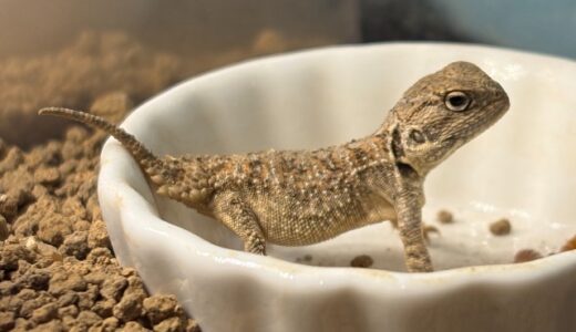 ゼノガマ（テイラーカワリアガマ）　ベビーの成長速度差