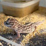 ソメワケササクレヤモリ　チタニウム