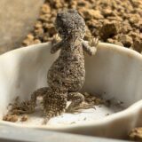 ゼノガマ（テイラーカワリアガマ）ベビー