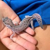 ニシアフ　オレオ・パターンレス　雌雄判別