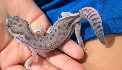 ニシアフ　オレオ・パターンレス　雌雄判別