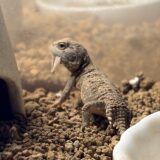 ゼノガマベビーに牙が生えた