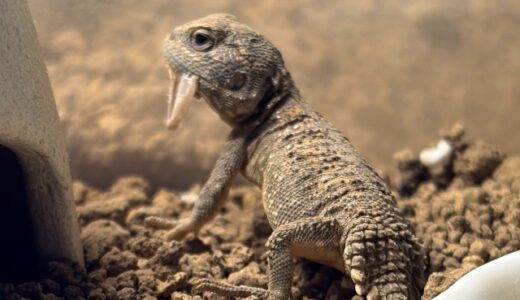ゼノガマベビーに牙が生えた