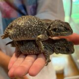 ゼノガマ（テイラーカワリアガマ）親個体たち