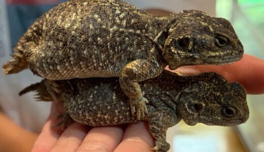 ゼノガマ（テイラーカワリアガマ）親個体たち