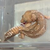 ニシアフ　やっと交尾が成功しました！