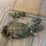 ゼノガマ　ベビー4号と親の比較