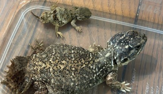 ゼノガマ　ベビー4号と親の比較