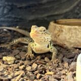 クビワトカゲ　再びペアに
