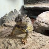 ディスパートゲオアガマ　キレイ