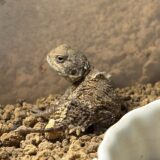 ゼノガマ　ベビー3号　雌雄判別してみました