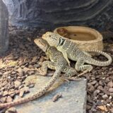 クビワトカゲ　絶好調です。